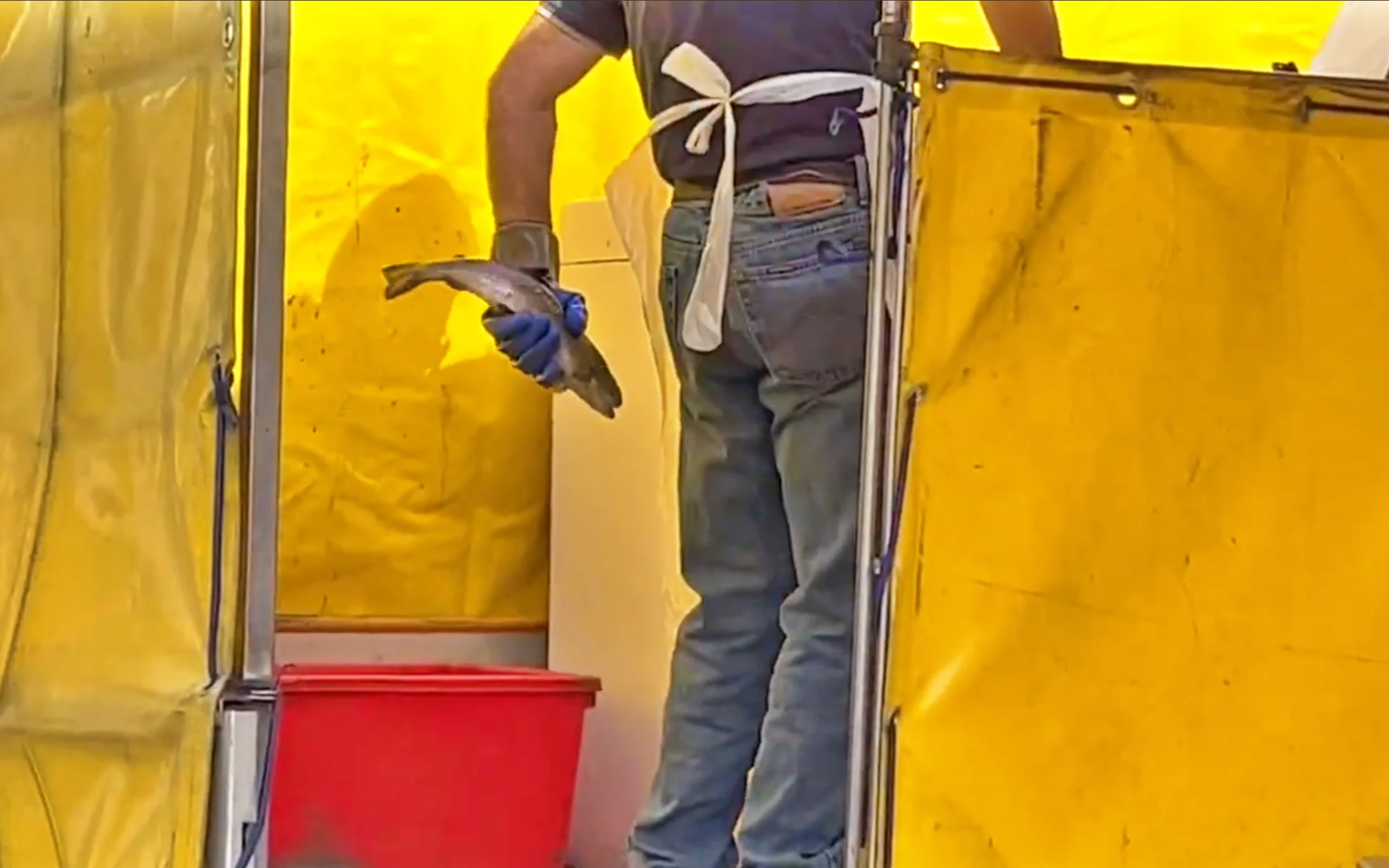 Trote vive brutalmente picchiate fino alla morte