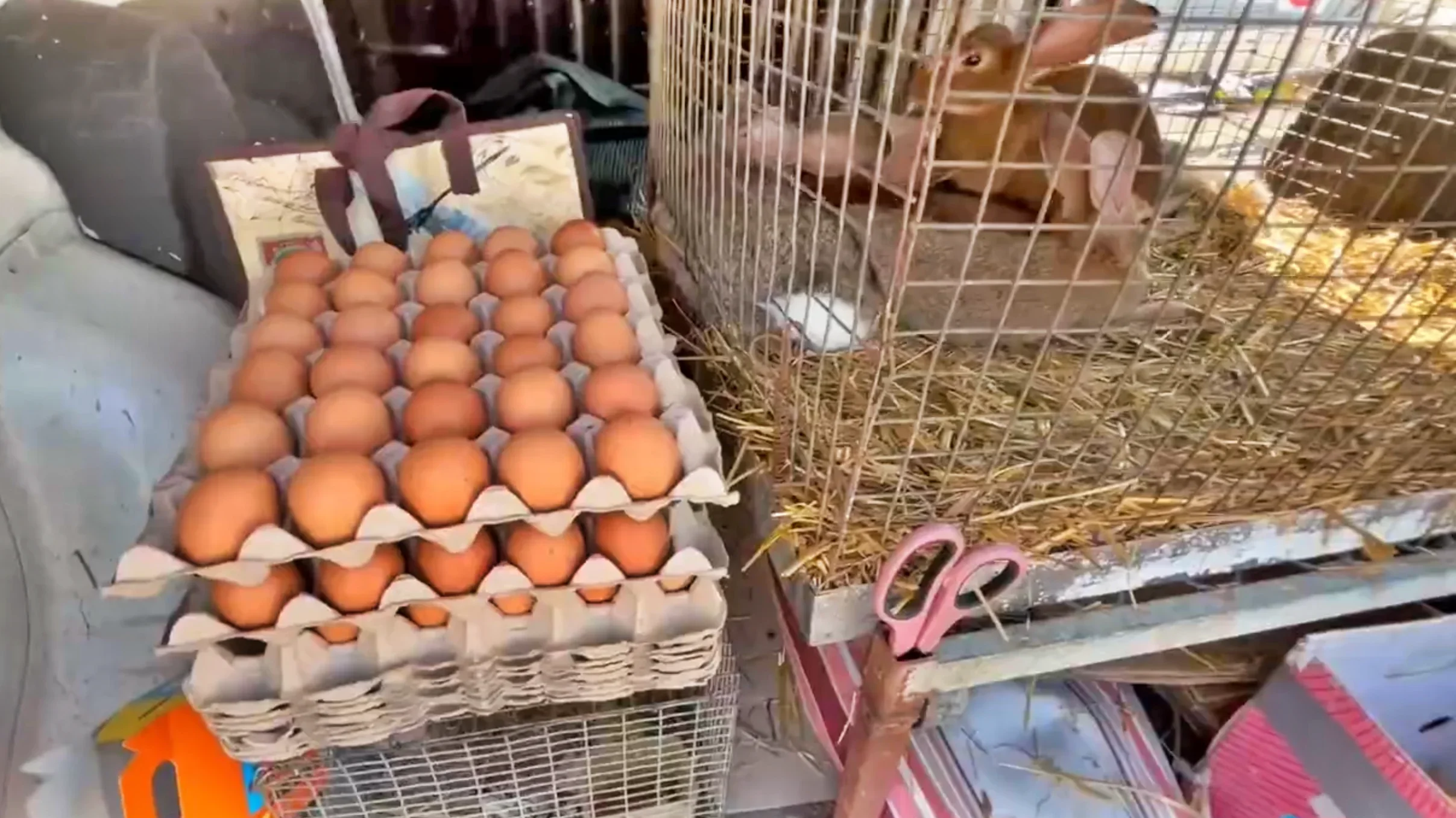 Uova con animali vivi, senza alcun controllo igienico